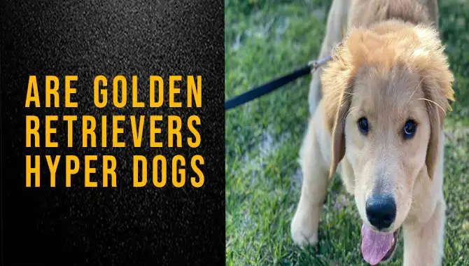 Are Golden Retrievers Hyper Dogs