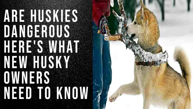 Are Huskies Dangerous