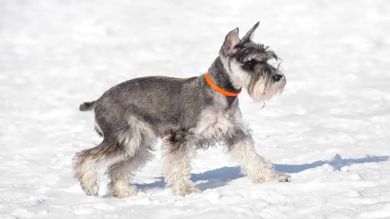 Are The Stood-Up Ears Normal In A Schnauzer Breed