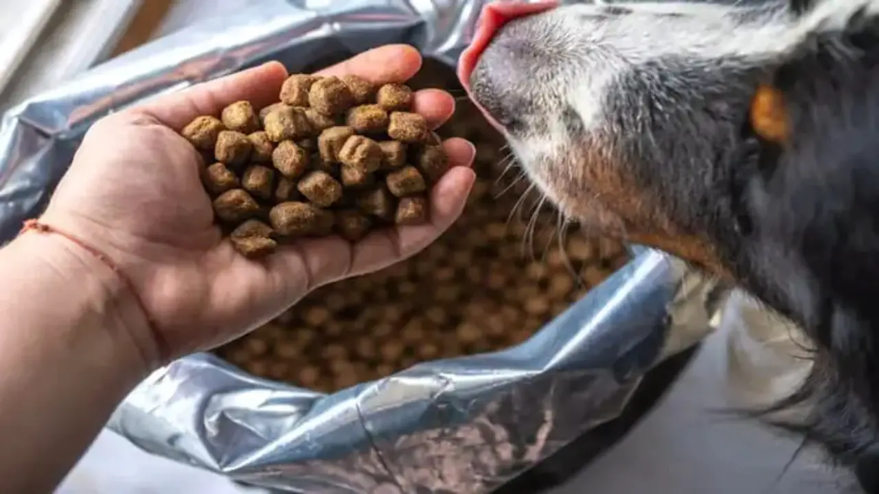 Are There Any Side Effects From Feeding Royal Canin To Your Dog