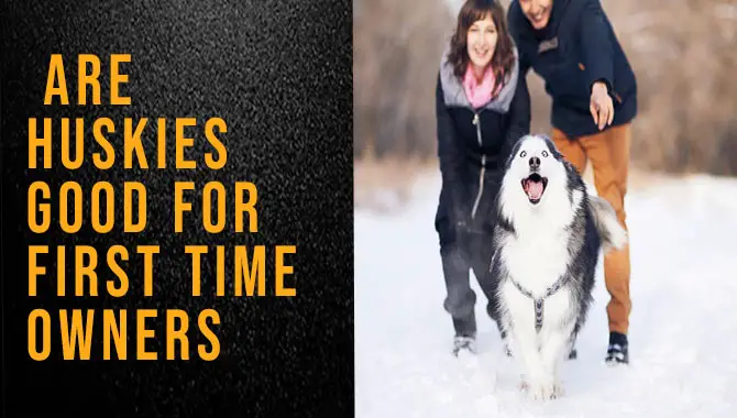 Are Huskies Good For First-Time Owners