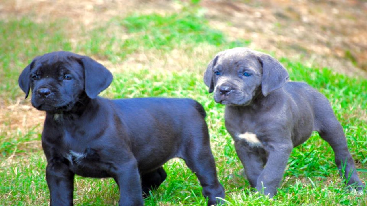 At What Age Do Cane Corso's Eyes Change Color