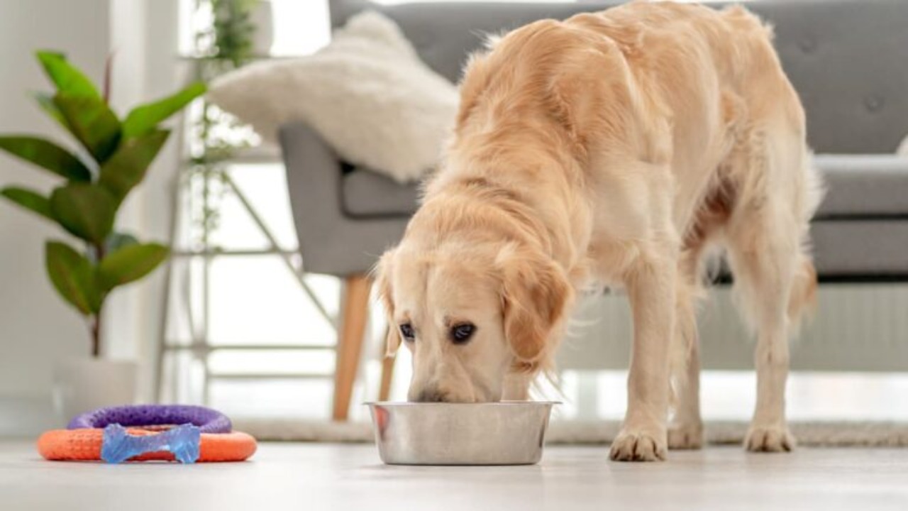 Best Dog Foods For Urinary Health