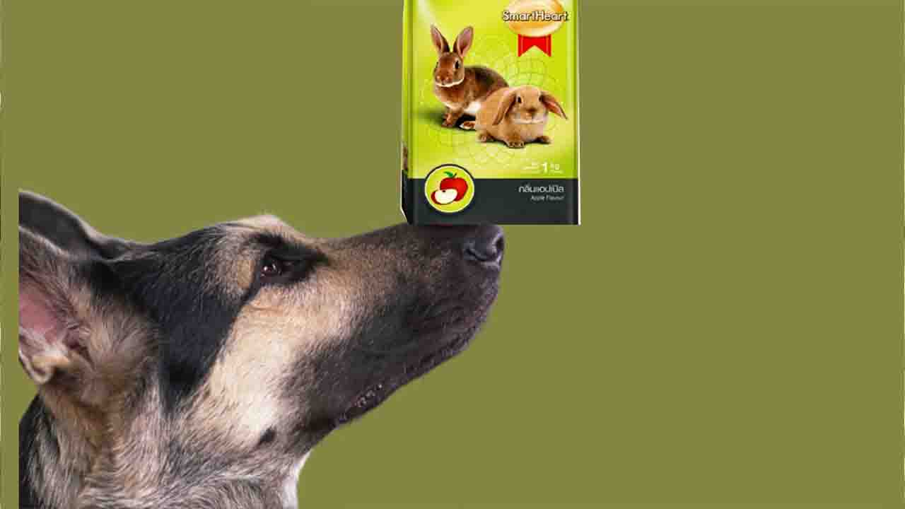 Can Dogs Eat Rabbit Food? Consequences And Befities