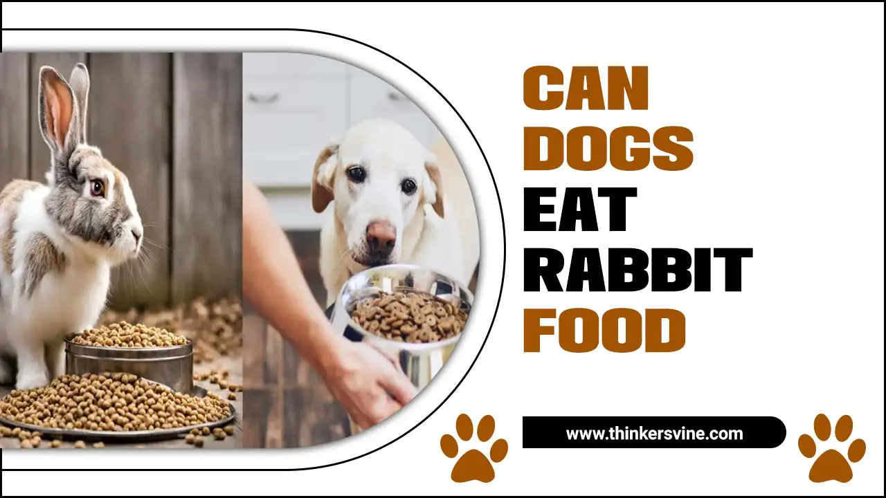 Can Dogs Eat Rabbit Food