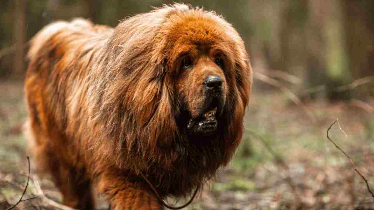 Can You Shave A Tibetan Mastiff Detailed Answer