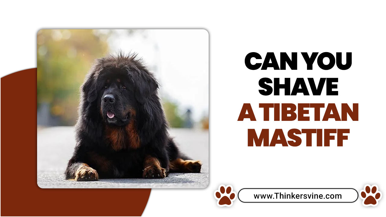 Can You Shave A Tibetan Mastiff
