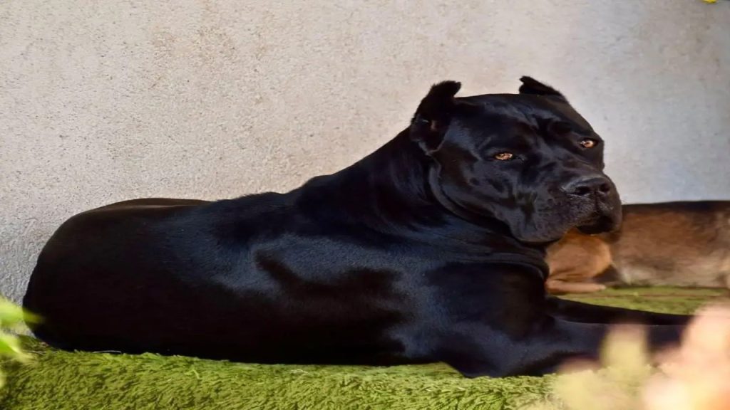 Cane Corso Eye Color EyeCatching Features