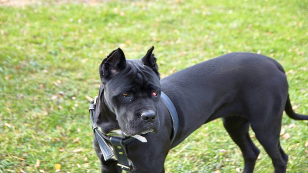 Cane Corso Eye Color EyeCatching Features
