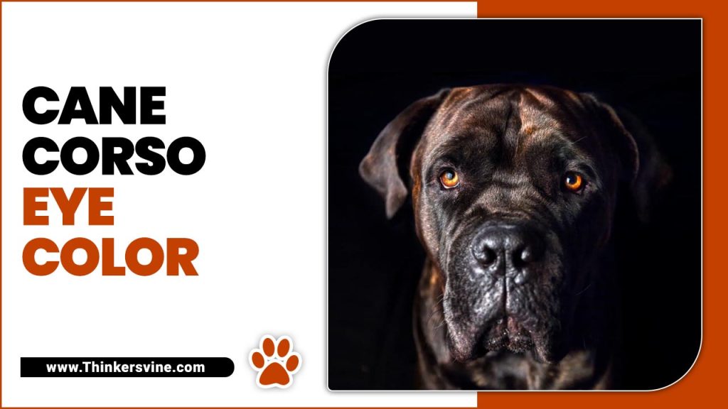 Cane Corso Eye Color EyeCatching Features