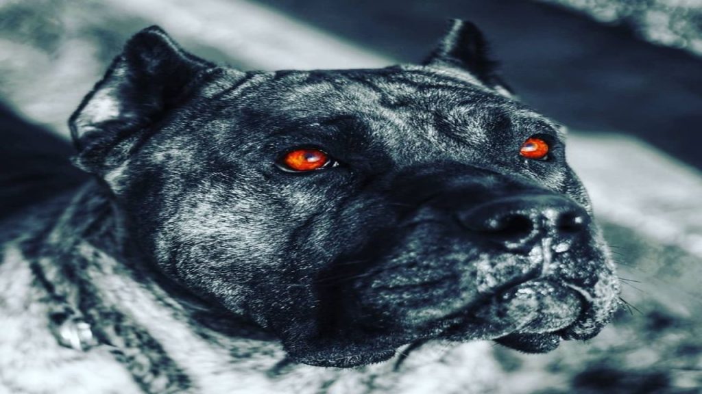 Cane Corso Eye Color EyeCatching Features