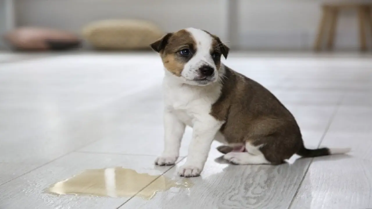 Common Causes Of Urine Leakage In 4-Month-Old Puppies