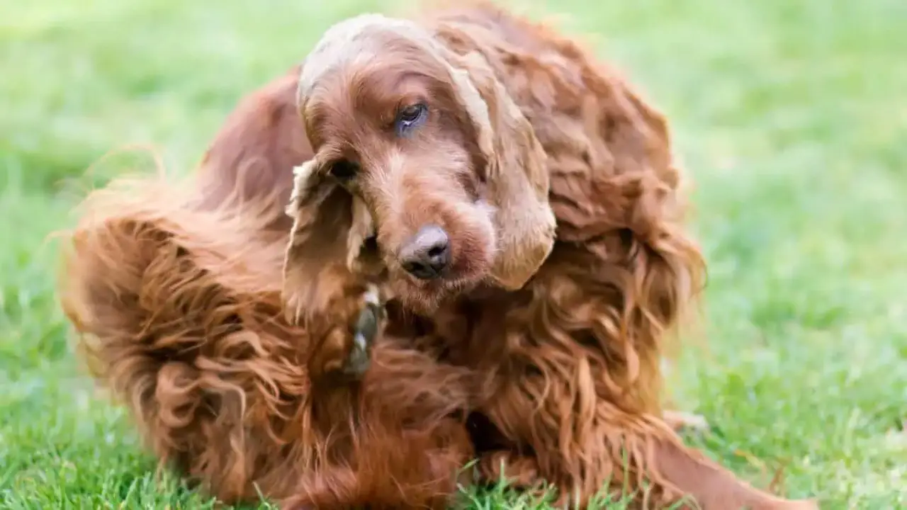 Common Ear Problems In Cocker Spaniels