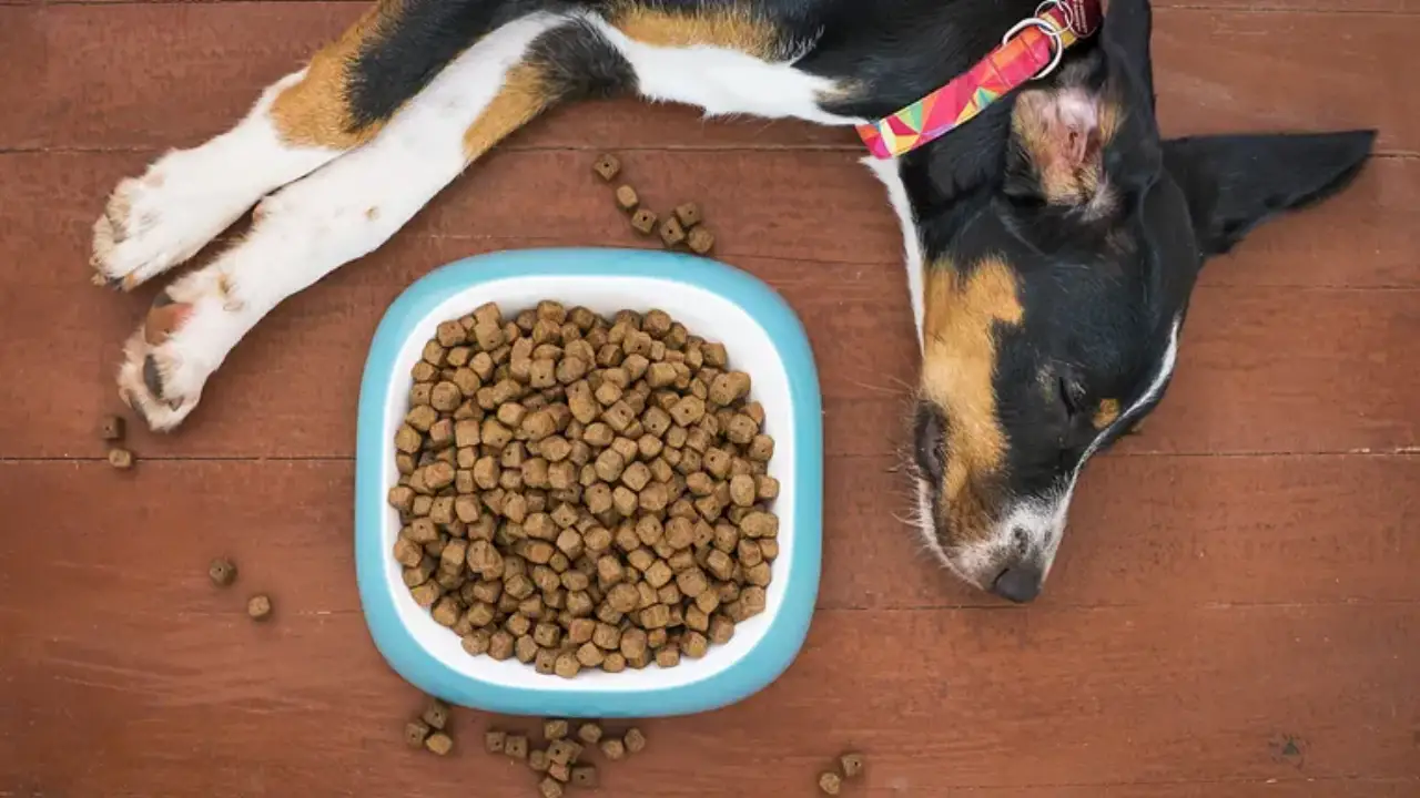 Contaminated Dog Food