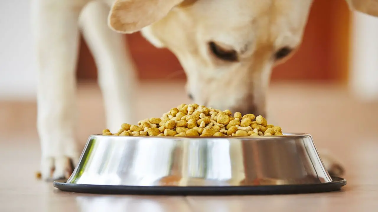 Contaminated Orijen Dog Food