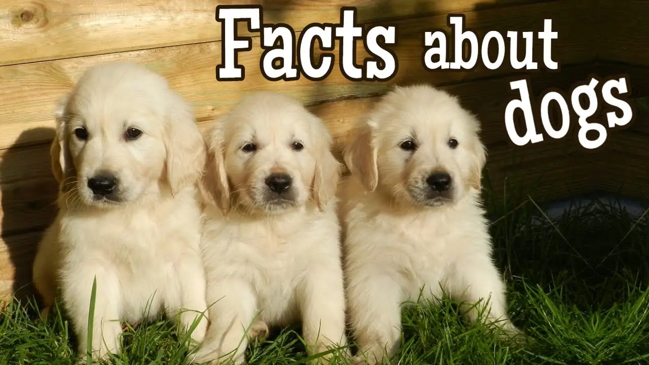 Cool Facts About Dogs