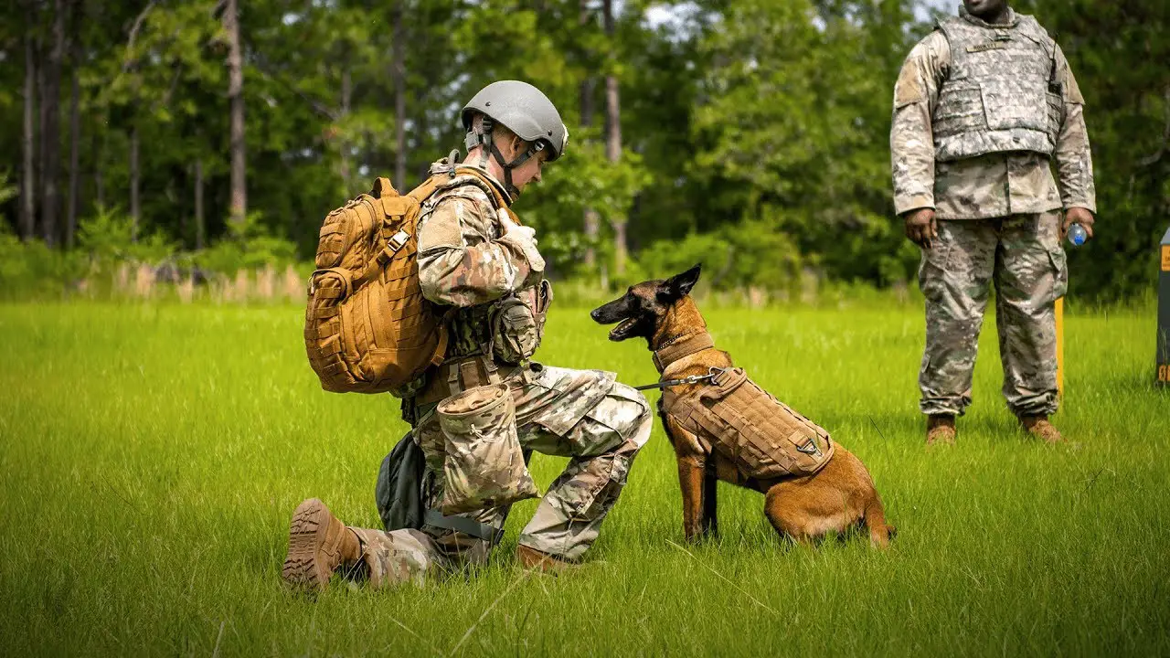 Current Training Of Dogs In The Military