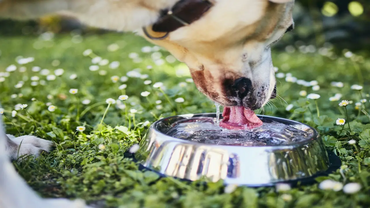 Dangers Of A Dog Vomiting After Drinking Water