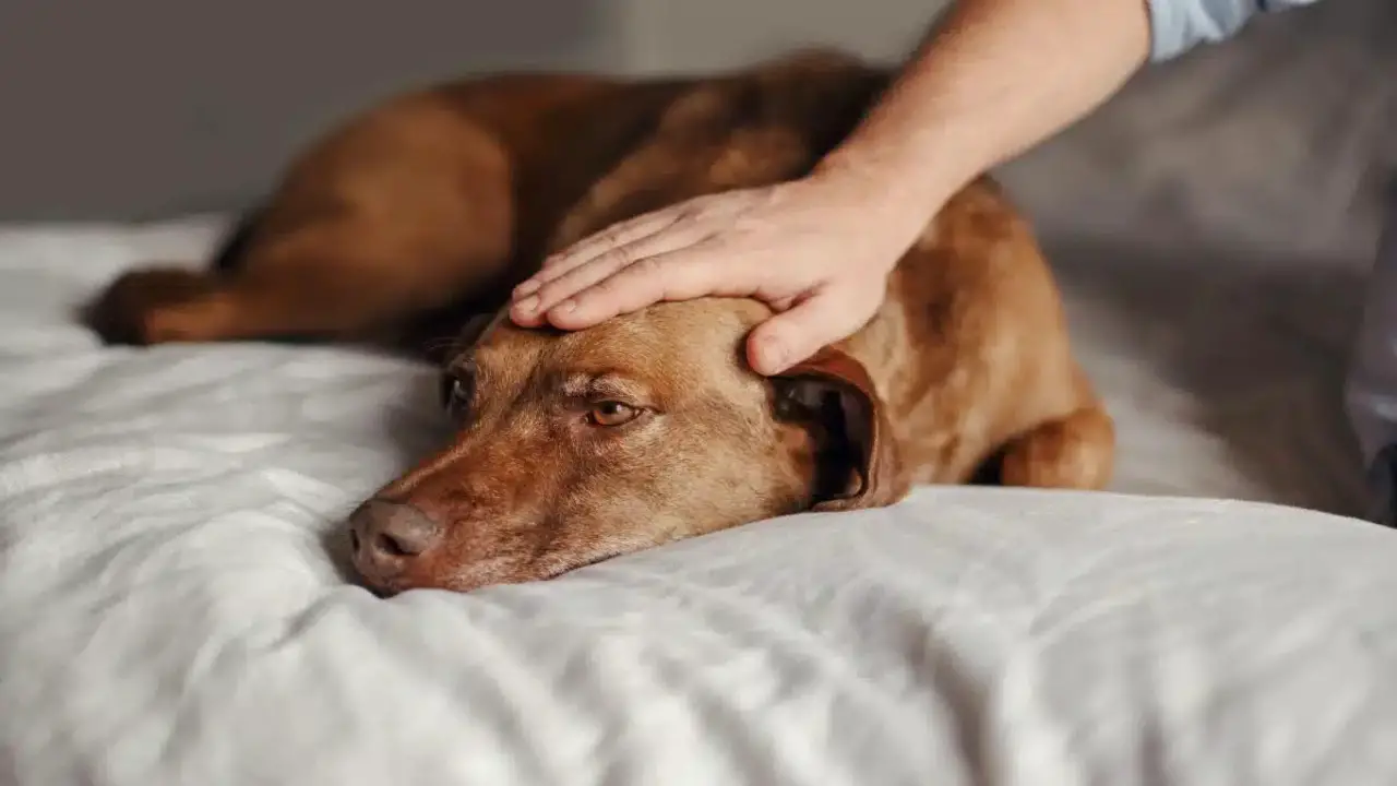 Depression Lead Dogs to Keep Their Head Down