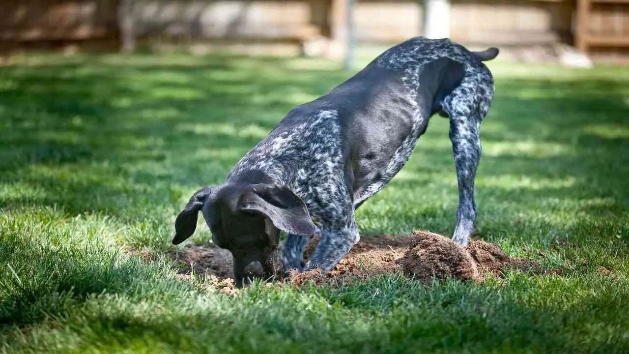 Digging Behavior