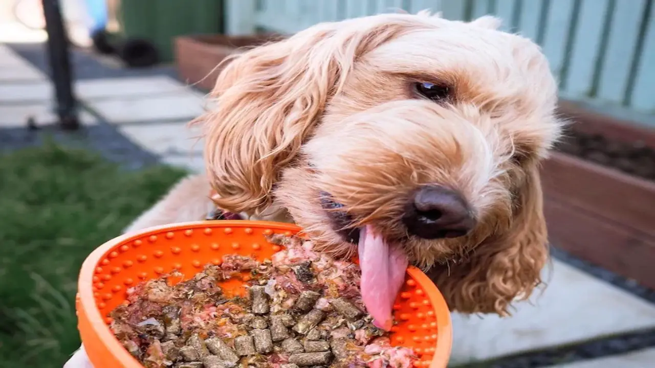 Do Dogs Need To Switching Dog Food Cold Turkey – Simple 4 Steps
