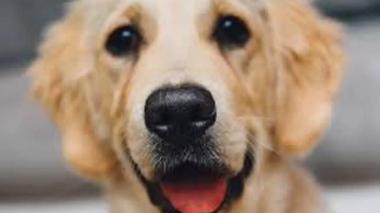 Do Golden Retrievers Need Their Glands Expressed - What You Need To Know