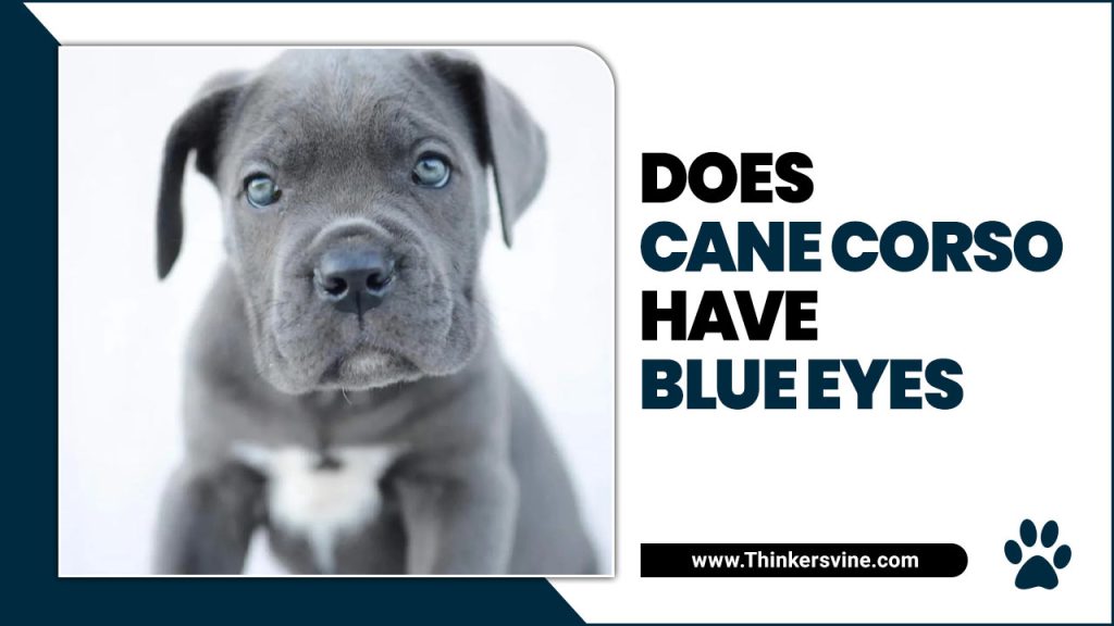 Does Cane Corso Have Blue Eyes A Guide To Cane Corso