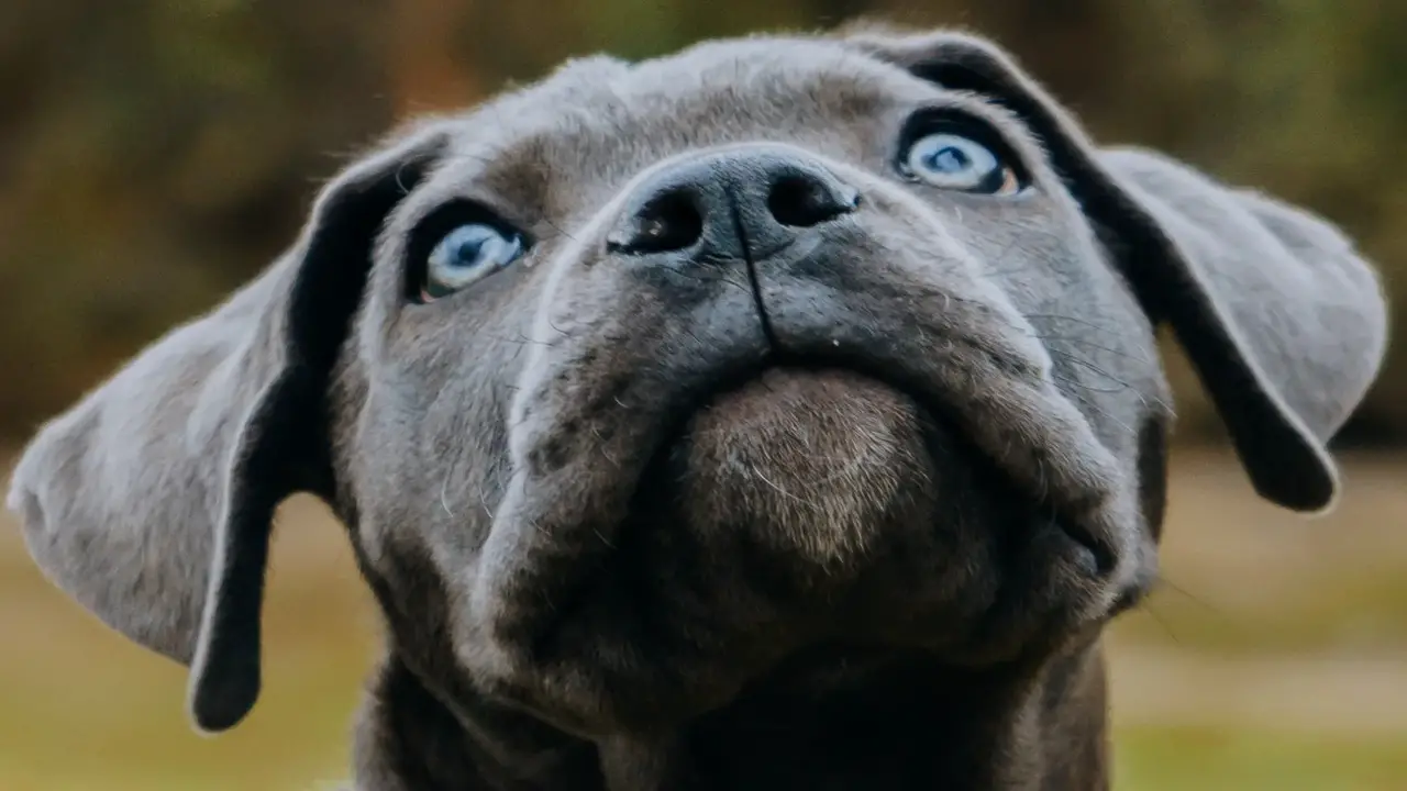 Does Cane Corso Have Blue Eyes - Know All The Details