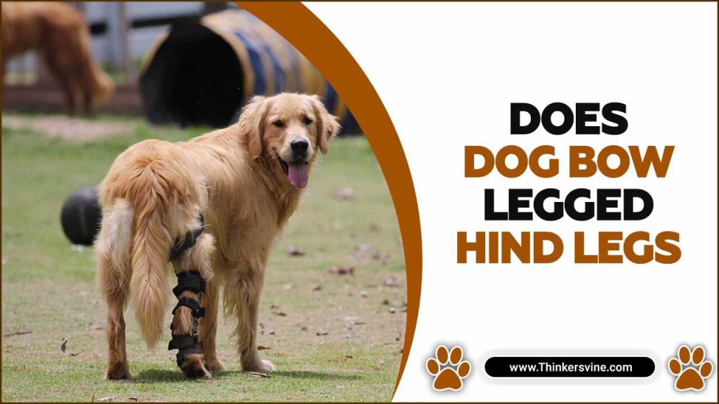 Why Does Dog Bow Legged Hind Legs Explained In Steps
