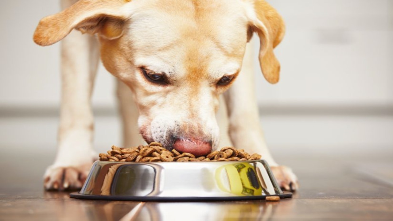 Does Grain Food Benefit A Dog