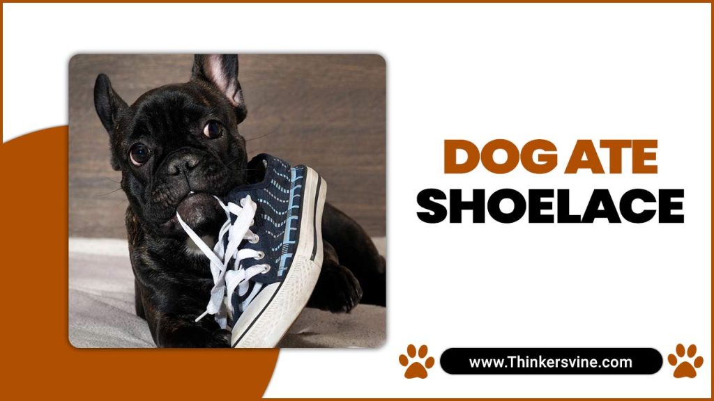 Dog Ate Shoelace 9 Considerations And Things To Do