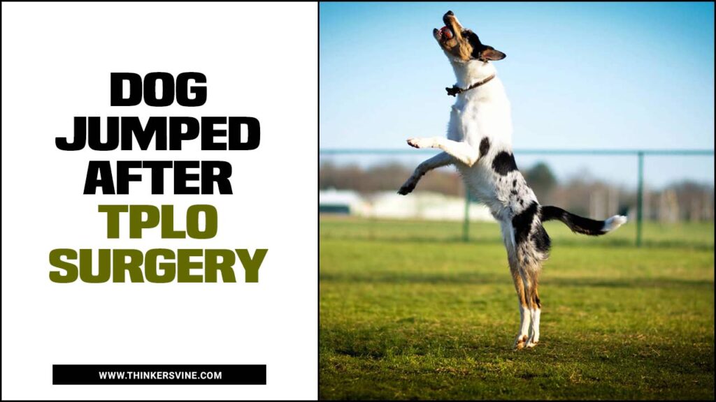 Dog Jumped After TPLO Surgery [The Fabulous Guide] ThinkersVine