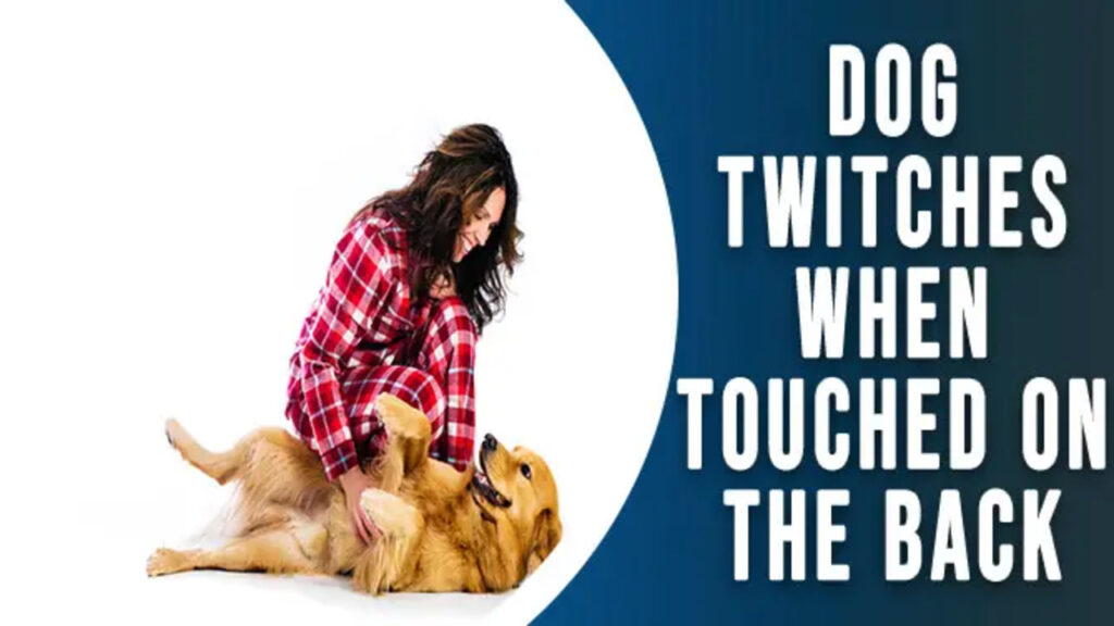 dog-twitches-when-touched-on-the-back-9-common-causes