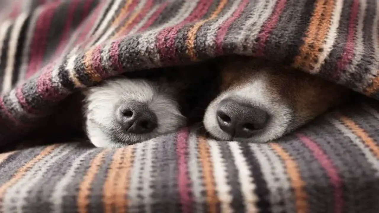 Dogs Bury Their Heads In Blankets As A Way Of Cuddling
