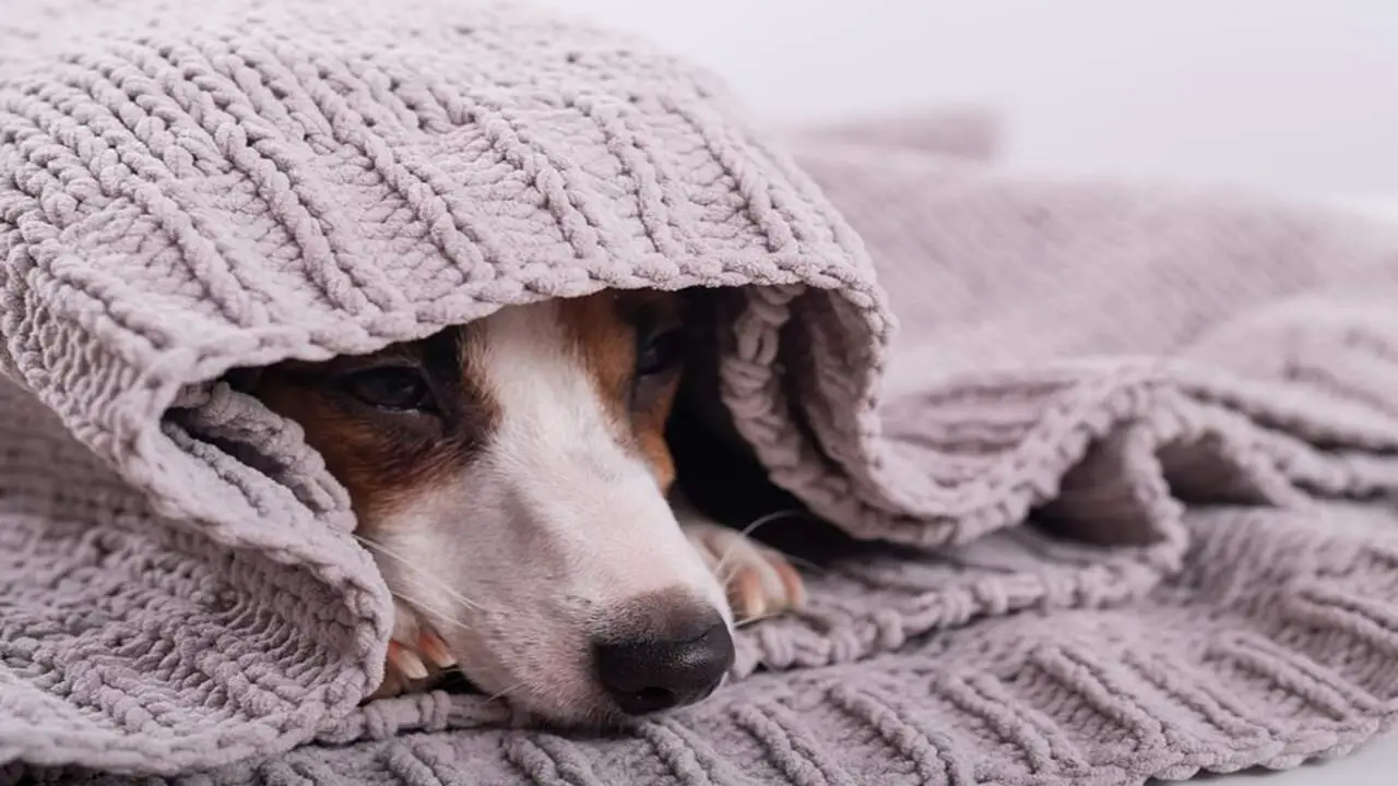 Dogs May Bury Their Nose If They Have A Cold Or Respiratory Infection