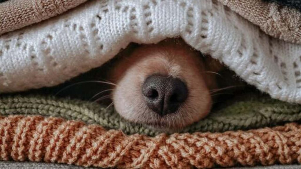 Why Do Dogs Bury Their Nose? 11 Common Reasons