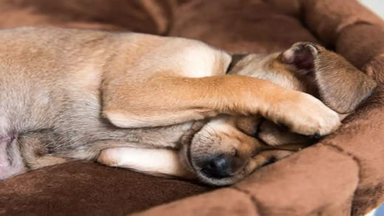 Dogs May Bury Their Nose When They're Nervous Or Fearful