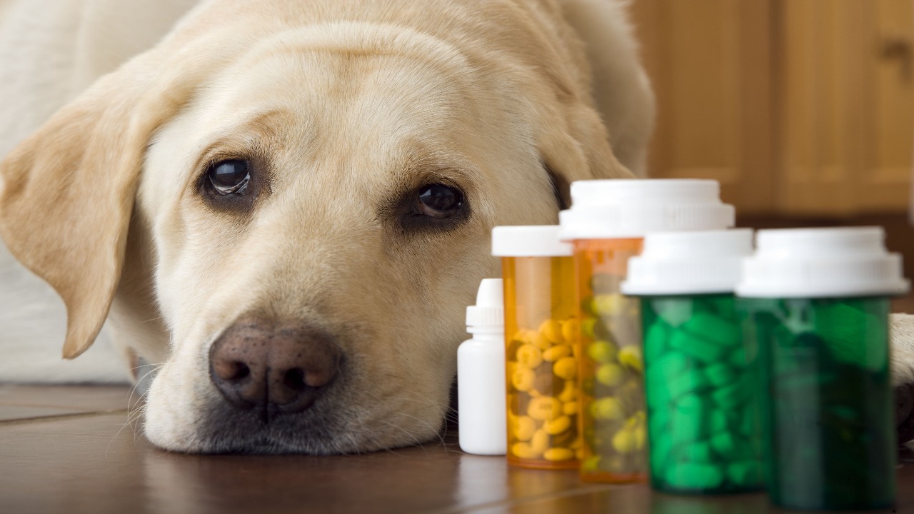 Dogs Need Vitamins And Minerals