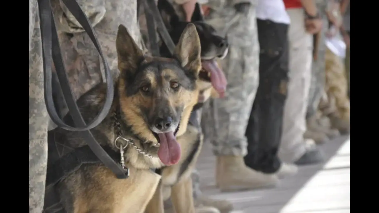Facts About Military Dogs