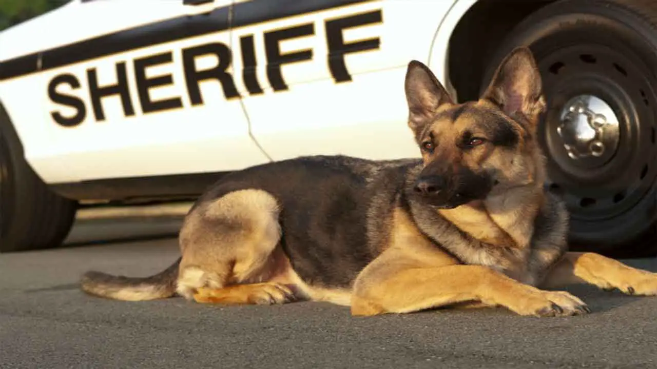 Facts About Police Dogs