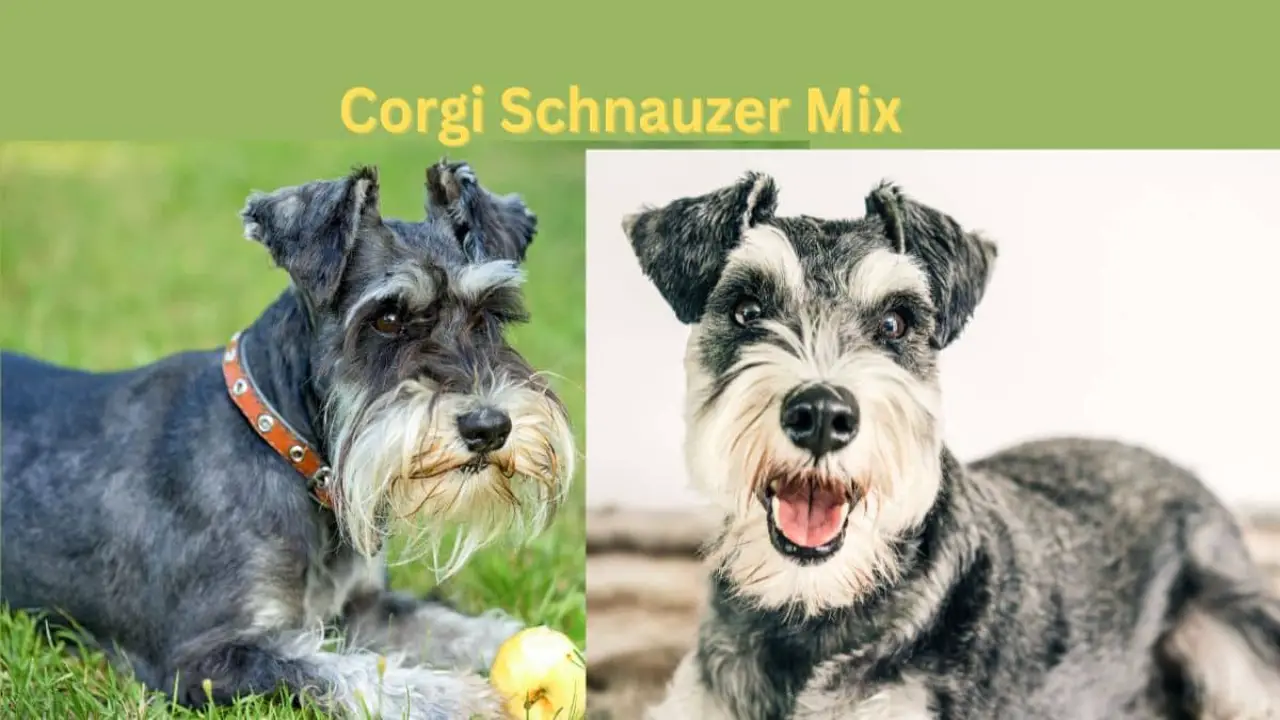 Feeding Chart Of Schnauzer-Corgi Mix