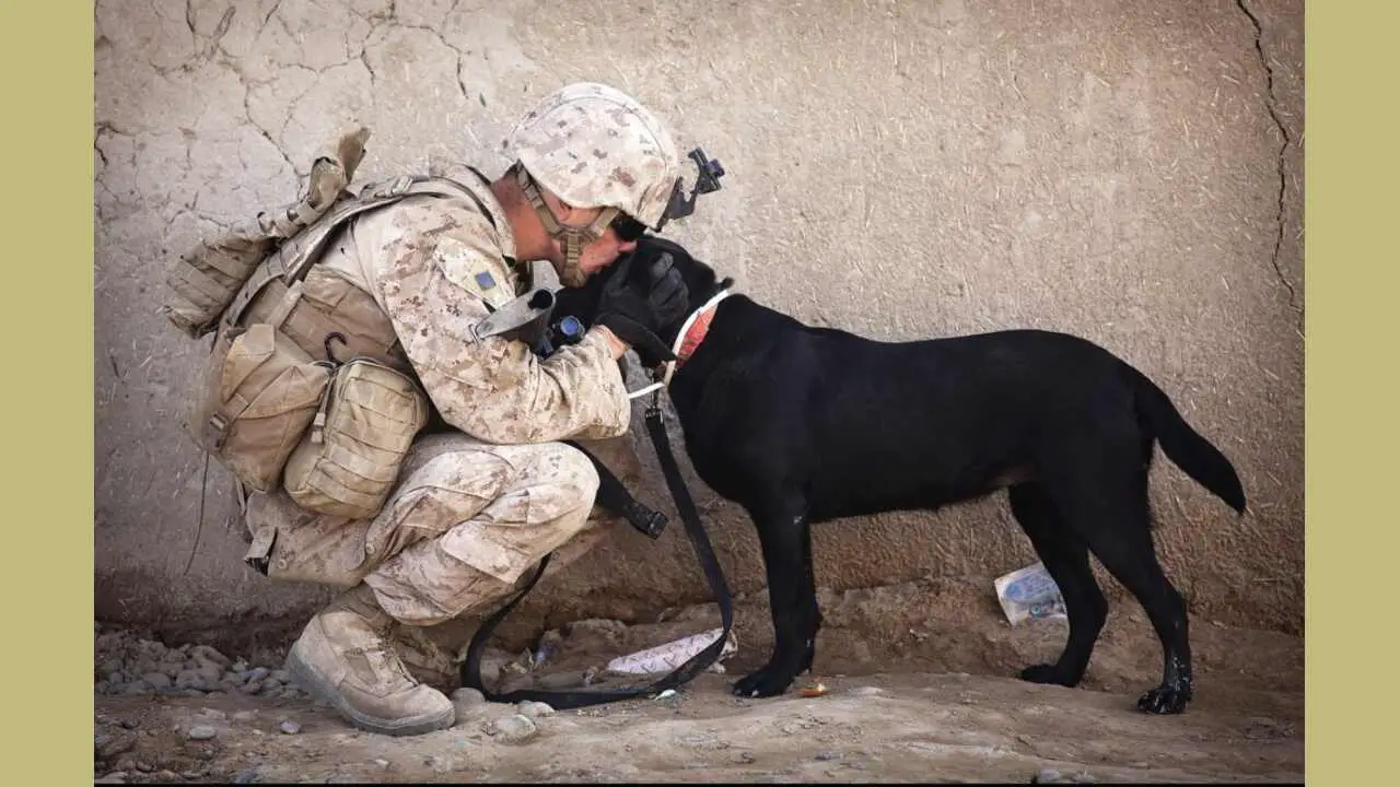 First Use Of Dogs In The Military