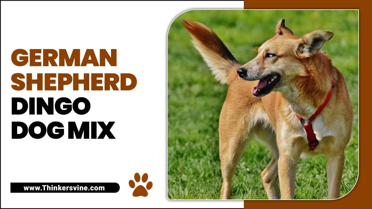 German Shepherd Dingo Dog Mix