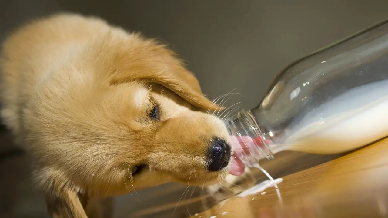 Give The Dog Some Water Or Milk