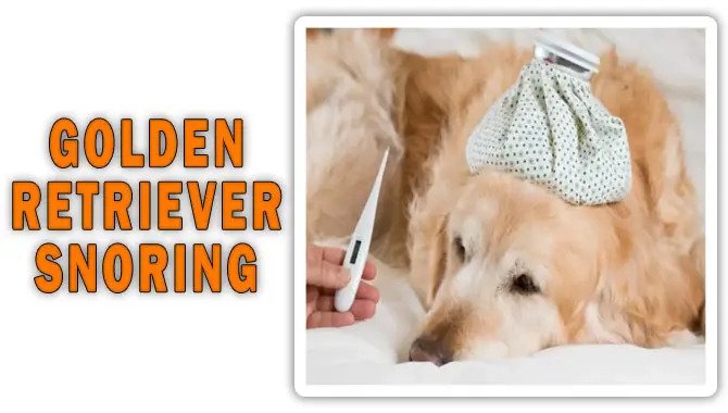 Golden Retriever Snoring