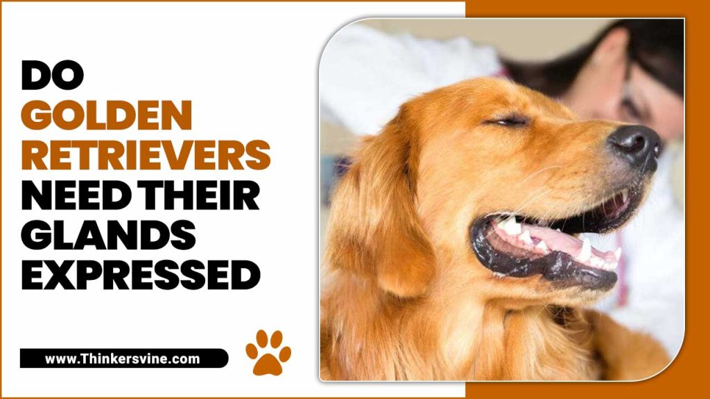 Golden Retrievers Need Their Glands Expressed Expert Guide