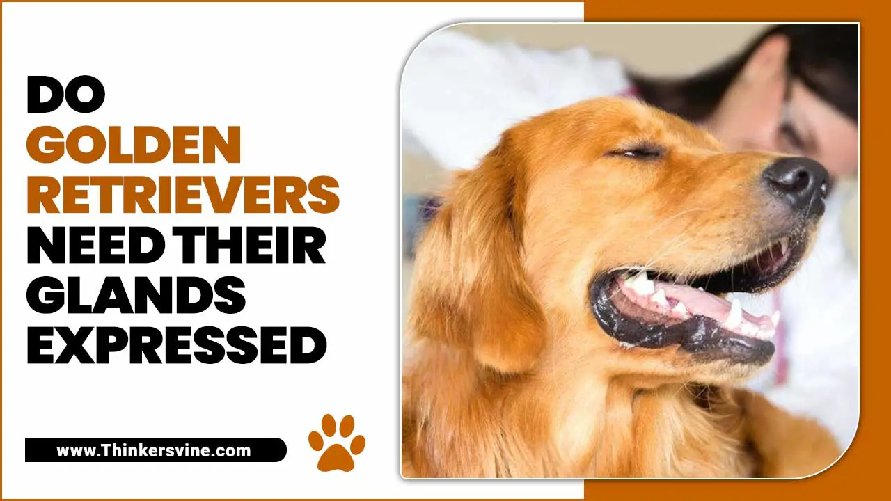 Golden Retrievers Need Their Glands Expressed