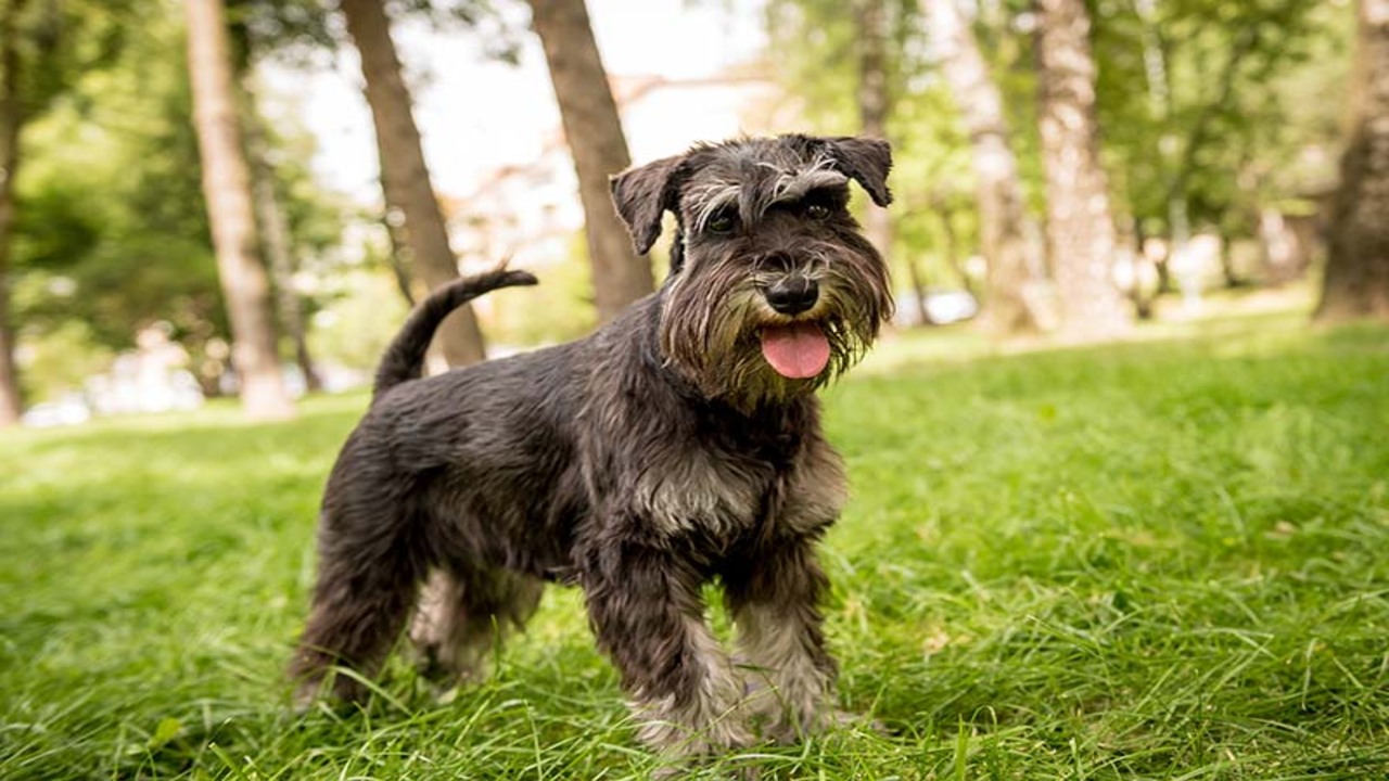 Grooming Of Schnauzer-Lab Mix