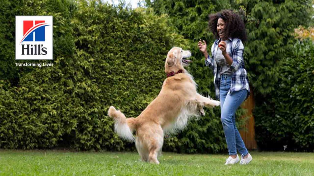 Hill's ZD Dog Food Side Effects Food Routine & Precautions