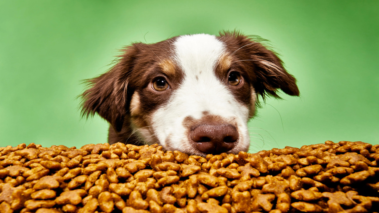 Hill's ZD Dog Food Side Effects Food Routine & Precautions